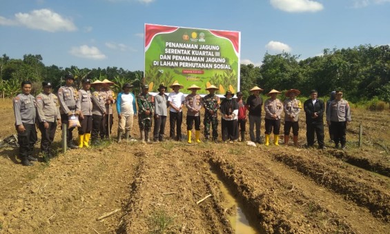 Penanaman Jagung Serentak Kuartal III di Makroman Dorong Kemandirian Pangan
